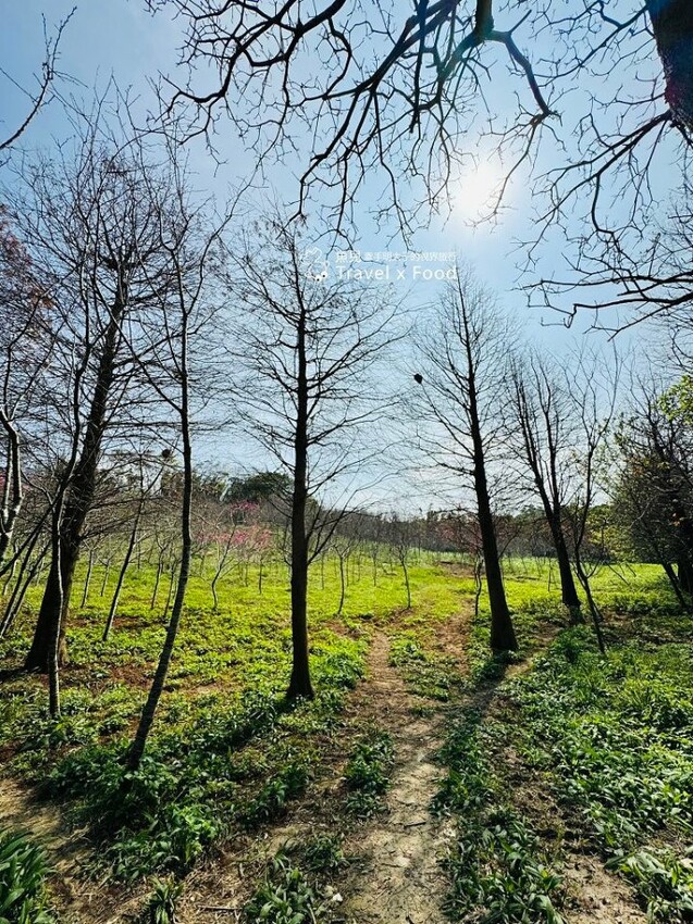 萬株櫻花林唯美浪漫，芒草落羽松各有千秋。春暖花開，踏青健走好風光。秀才登山步道，全家一起來！（2/17花況） @魚兒 x 牽手明太子的「視」界旅行