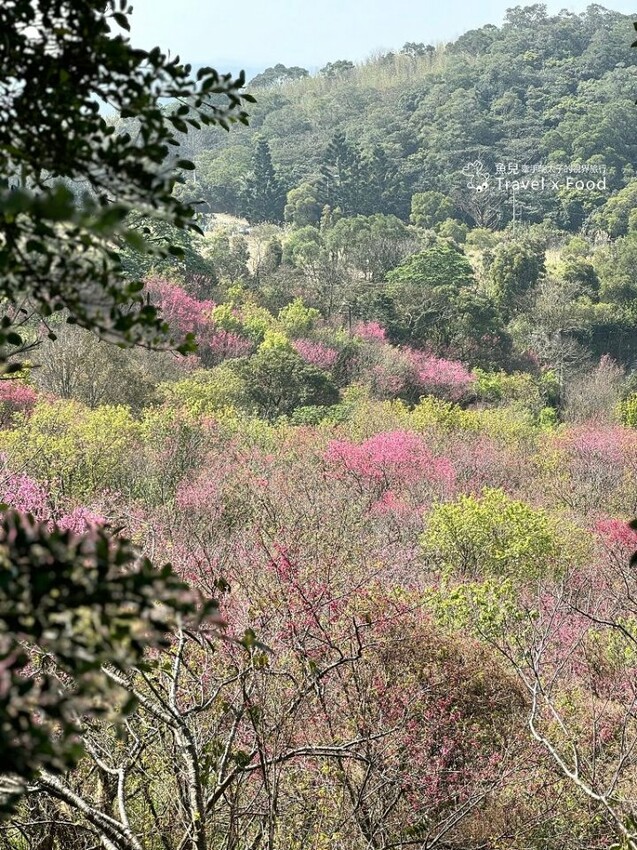 萬株櫻花林唯美浪漫，芒草落羽松各有千秋。春暖花開，踏青健走好風光。秀才登山步道，全家一起來！（2/17花況） @魚兒 x 牽手明太子的「視」界旅行