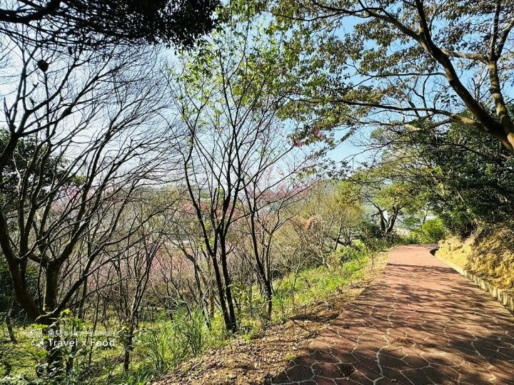 萬株櫻花林唯美浪漫，芒草落羽松各有千秋。春暖花開，踏青健走好風光。秀才登山步道，全家一起來！（2/17花況） @魚兒 x 牽手明太子的「視」界旅行