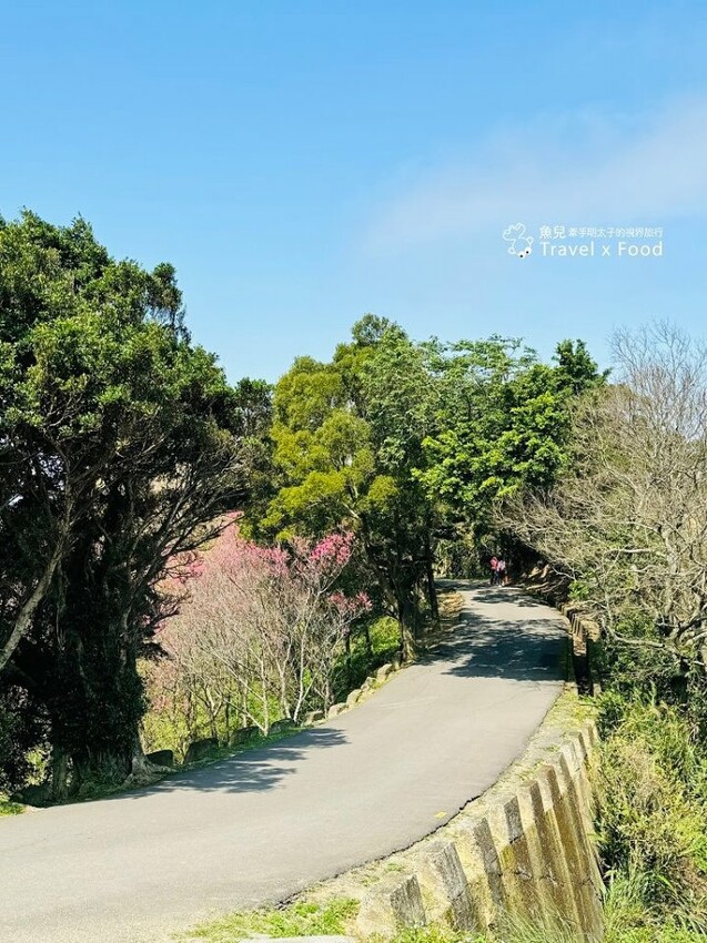 萬株櫻花林唯美浪漫，芒草落羽松各有千秋。春暖花開，踏青健走好風光。秀才登山步道，全家一起來！（2/17花況） @魚兒 x 牽手明太子的「視」界旅行