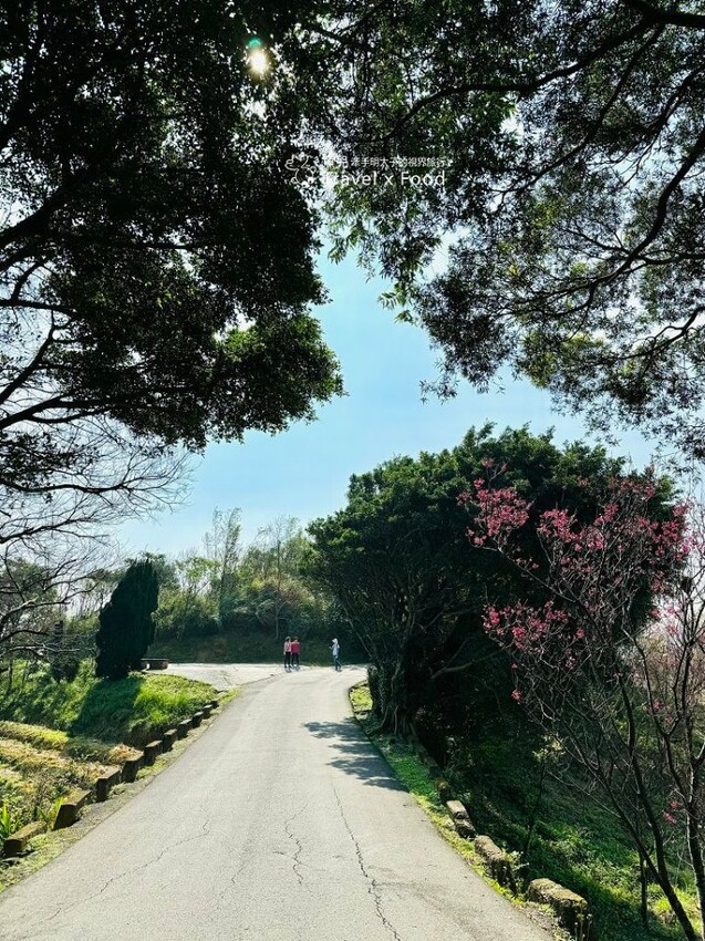 萬株櫻花林唯美浪漫，芒草落羽松各有千秋。春暖花開，踏青健走好風光。秀才登山步道，全家一起來！（2/17花況） @魚兒 x 牽手明太子的「視」界旅行