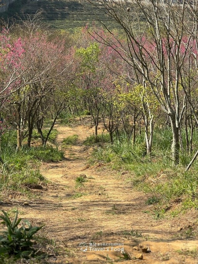萬株櫻花林唯美浪漫，芒草落羽松各有千秋。春暖花開，踏青健走好風光。秀才登山步道，全家一起來！（2/17花況） @魚兒 x 牽手明太子的「視」界旅行