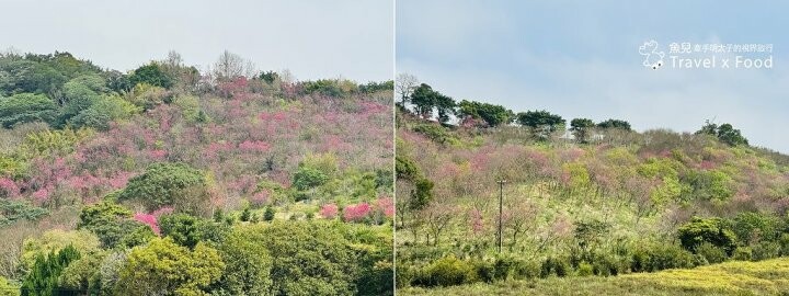 萬株櫻花林唯美浪漫，芒草落羽松各有千秋。春暖花開，踏青健走好風光。秀才登山步道，全家一起來！（2/17花況） @魚兒 x 牽手明太子的「視」界旅行