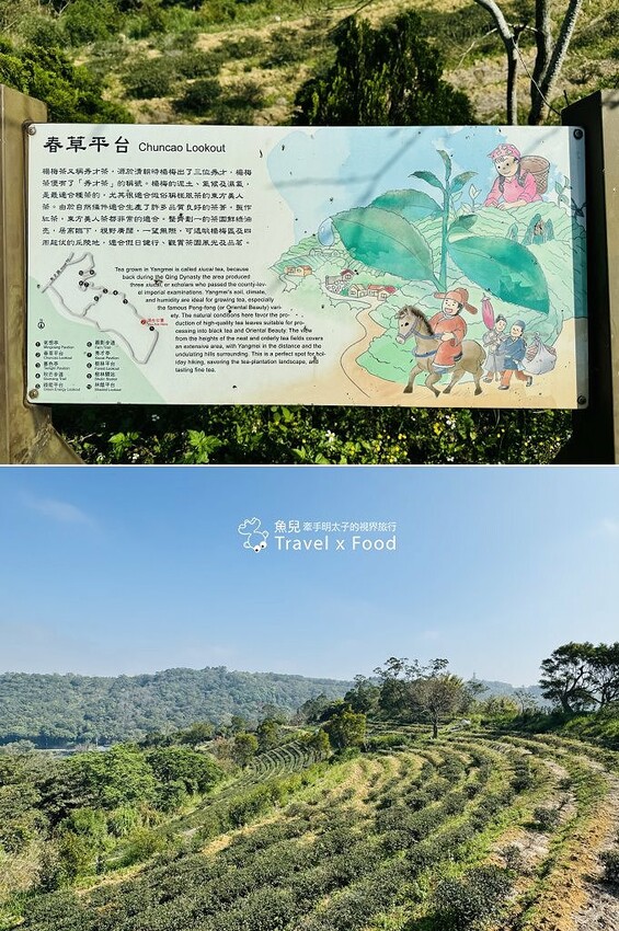 萬株櫻花林唯美浪漫，芒草落羽松各有千秋。春暖花開，踏青健走好風光。秀才登山步道，全家一起來！（2/17花況） @魚兒 x 牽手明太子的「視」界旅行