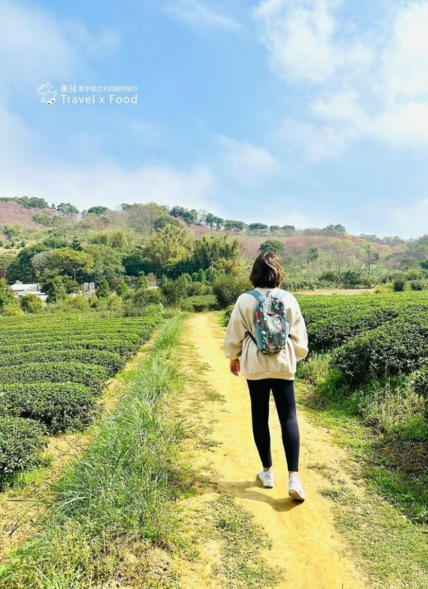 萬株櫻花林唯美浪漫，芒草落羽松各有千秋。春暖花開，踏青健走好風光。秀才登山步道，全家一起來！（2/17花況） @魚兒 x 牽手明太子的「視」界旅行
