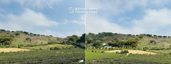 萬株櫻花林唯美浪漫，芒草落羽松各有千秋。春暖花開，踏青健走好風光。秀才登山步道，全家一起來！（2/17花況） @魚兒 x 牽手明太子的「視」界旅行