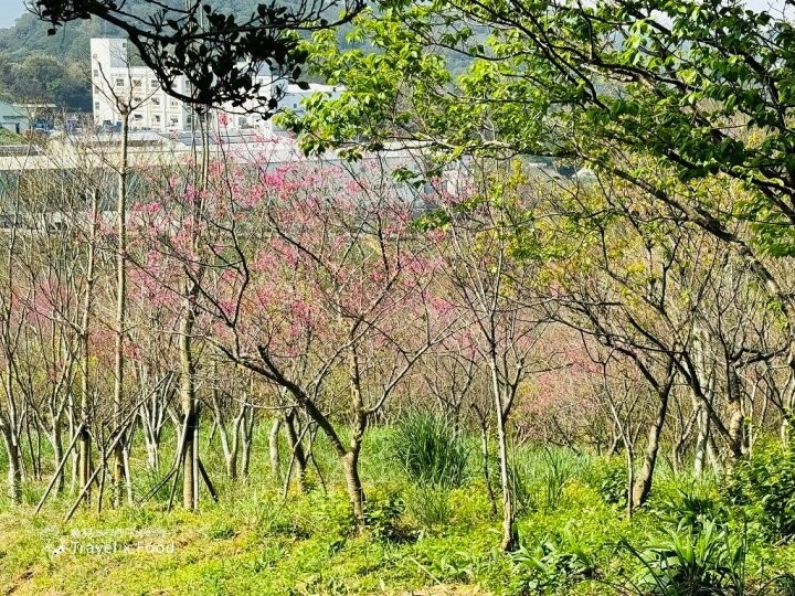 萬株櫻花林唯美浪漫，芒草落羽松各有千秋。春暖花開，踏青健走好風光。秀才登山步道，全家一起來！（2/17花況） @魚兒 x 牽手明太子的「視」界旅行