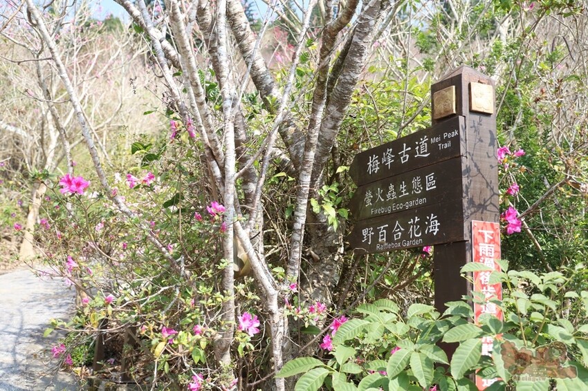 【楠西梅嶺二日遊】來去神秘氣場住一晚，品味道地的梅子雞、隱藏版山中咖啡店，最美景觀餐廳讓你拍爆~ - 熱血玩台南。跳躍新世界