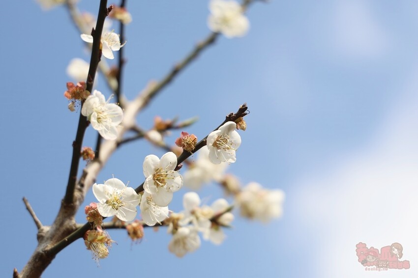 【楠西梅嶺二日遊】來去神秘氣場住一晚，品味道地的梅子雞、隱藏版山中咖啡店，最美景觀餐廳讓你拍爆~ - 熱血玩台南。跳躍新世界