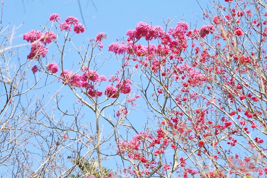 【楠西梅嶺二日遊】來去神秘氣場住一晚，品味道地的梅子雞、隱藏版山中咖啡店，最美景觀餐廳讓你拍爆~ - 熱血玩台南。跳躍新世界