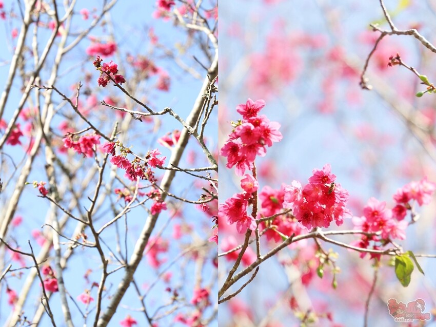 【楠西梅嶺二日遊】來去神秘氣場住一晚，品味道地的梅子雞、隱藏版山中咖啡店，最美景觀餐廳讓你拍爆~ - 熱血玩台南。跳躍新世界