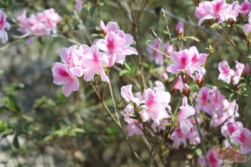 【楠西梅嶺二日遊】來去神秘氣場住一晚，品味道地的梅子雞、隱藏版山中咖啡店，最美景觀餐廳讓你拍爆~ - 熱血玩台南。跳躍新世界