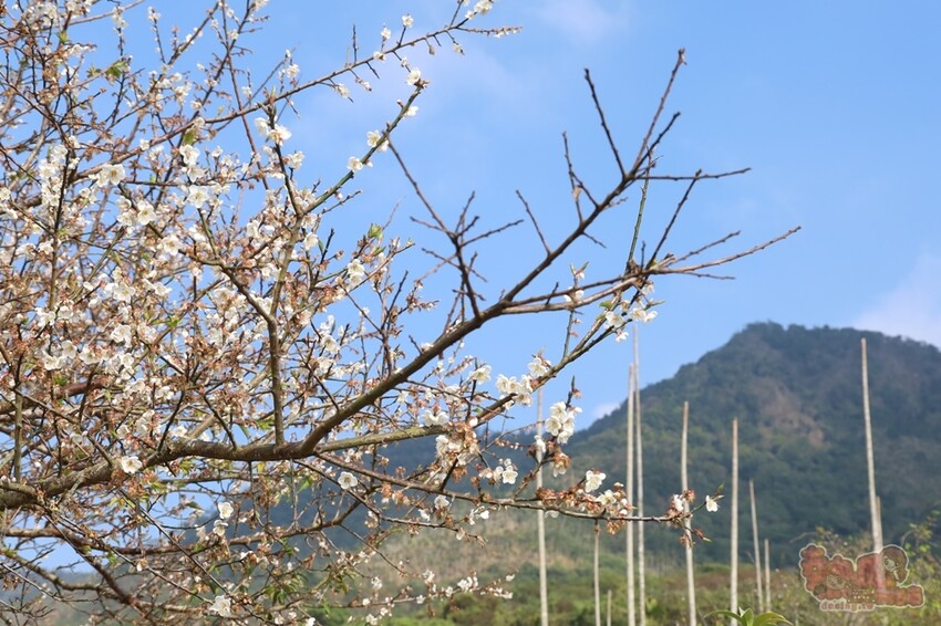 【楠西梅嶺二日遊】來去神秘氣場住一晚，品味道地的梅子雞、隱藏版山中咖啡店，最美景觀餐廳讓你拍爆~ - 熱血玩台南。跳躍新世界