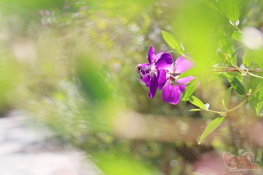 【楠西梅嶺二日遊】來去神秘氣場住一晚，品味道地的梅子雞、隱藏版山中咖啡店，最美景觀餐廳讓你拍爆~ - 熱血玩台南。跳躍新世界
