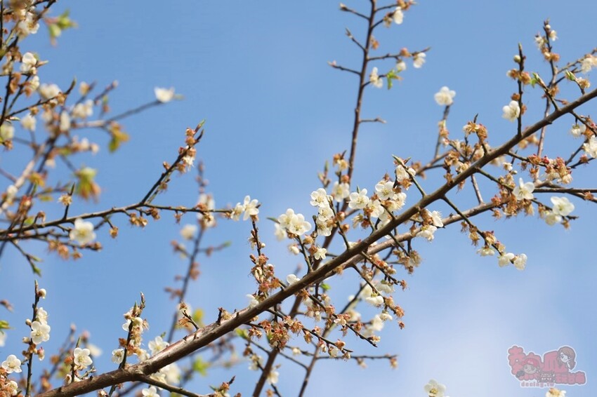 【楠西梅嶺二日遊】來去神秘氣場住一晚，品味道地的梅子雞、隱藏版山中咖啡店，最美景觀餐廳讓你拍爆~ - 熱血玩台南。跳躍新世界