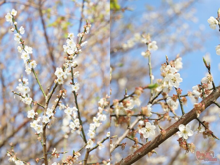 【楠西梅嶺二日遊】來去神秘氣場住一晚，品味道地的梅子雞、隱藏版山中咖啡店，最美景觀餐廳讓你拍爆~ - 熱血玩台南。跳躍新世界