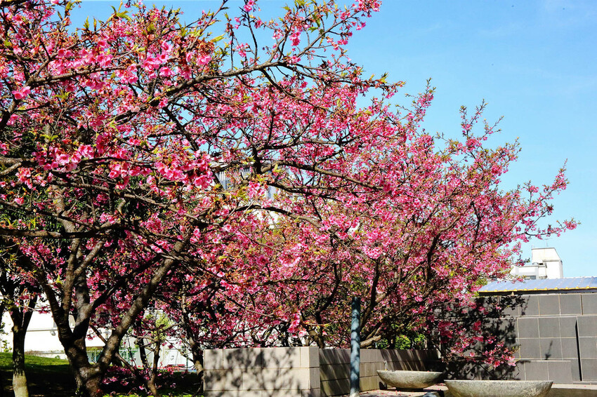 2024賞櫻免上山懶人包,桃園櫻花季去哪拍?超人氣賞櫻小景點 2024賞櫻免上山懶人包,桃園櫻花季去哪拍?超人氣賞櫻小景點