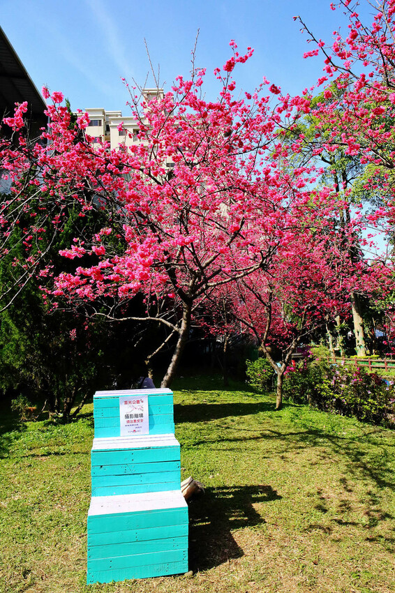 2024賞櫻免上山懶人包,桃園櫻花季去哪拍?超人氣賞櫻小景點 2024賞櫻免上山懶人包,桃園櫻花季去哪拍?超人氣賞櫻小景點