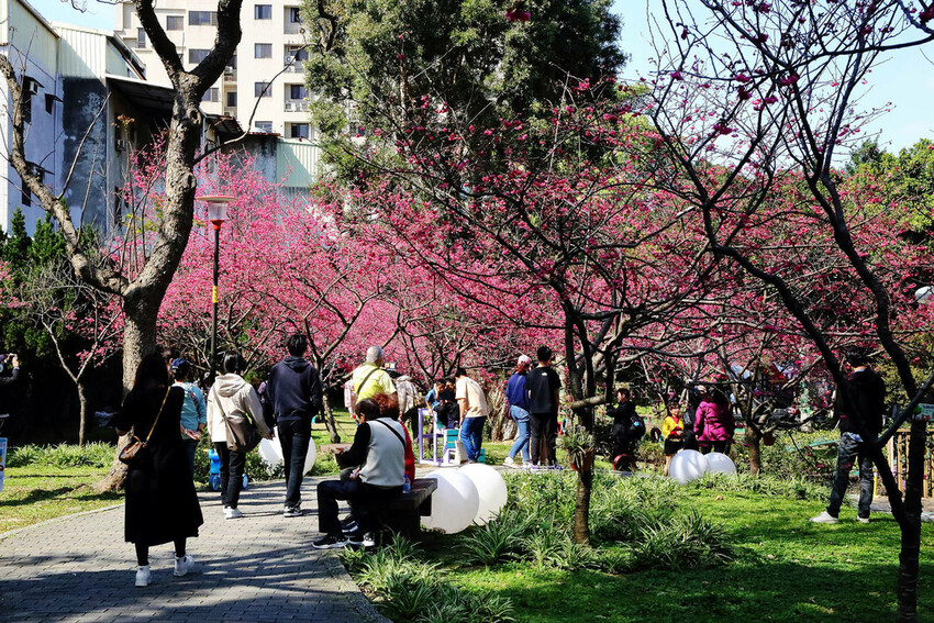 2024賞櫻免上山懶人包,桃園櫻花季去哪拍?超人氣賞櫻小景點 2024賞櫻免上山懶人包,桃園櫻花季去哪拍?超人氣賞櫻小景點