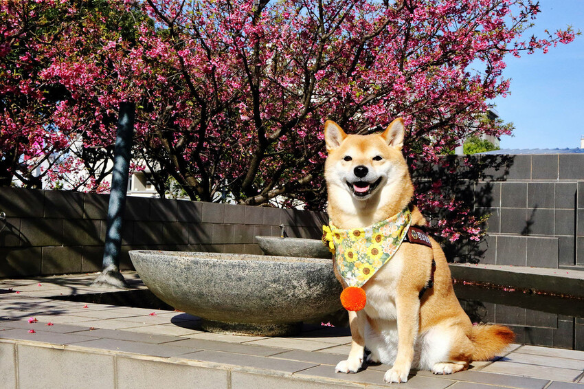 2024賞櫻免上山懶人包,桃園櫻花季去哪拍?超人氣賞櫻小景點 2024賞櫻免上山懶人包,桃園櫻花季去哪拍?超人氣賞櫻小景點