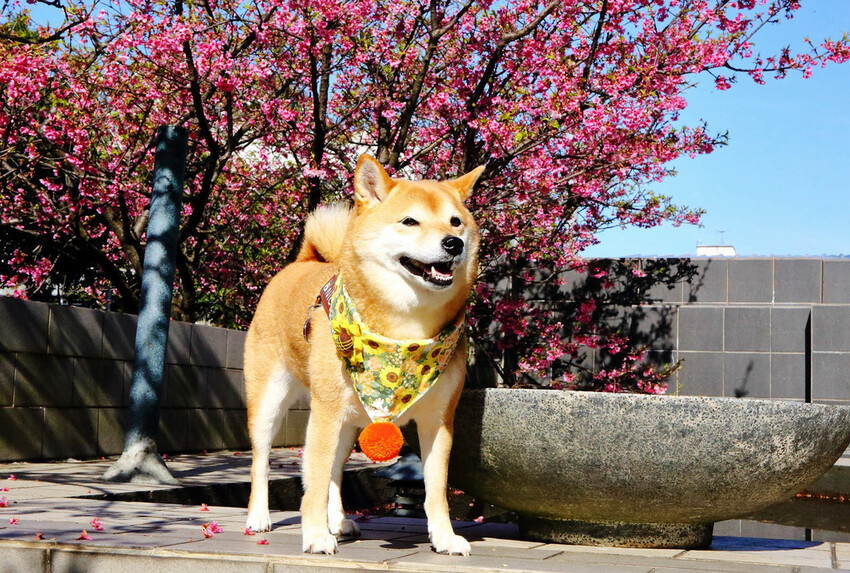 2024賞櫻免上山懶人包,桃園櫻花季去哪拍?超人氣賞櫻小景點 2024賞櫻免上山懶人包,桃園櫻花季去哪拍?超人氣賞櫻小景點