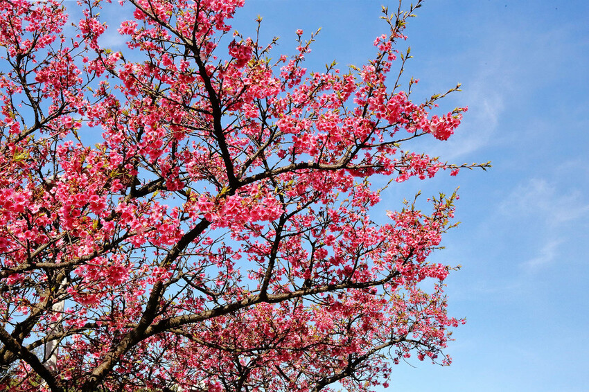 2024賞櫻免上山懶人包,桃園櫻花季去哪拍?超人氣賞櫻小景點 2024賞櫻免上山懶人包,桃園櫻花季去哪拍?超人氣賞櫻小景點