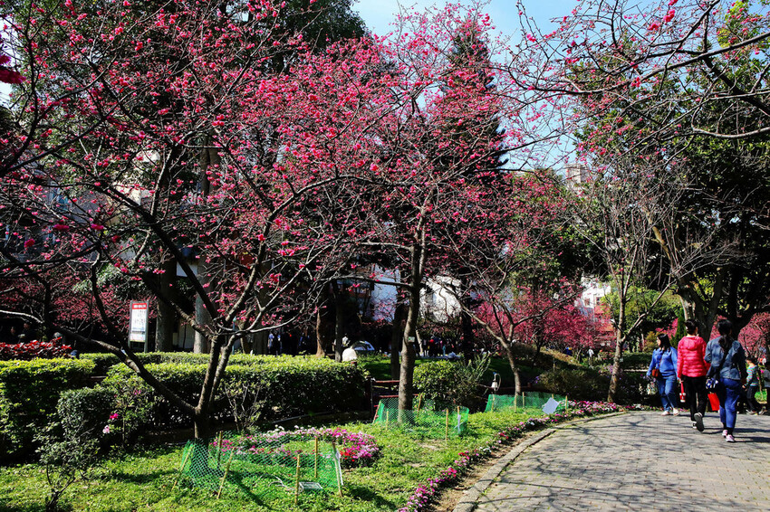 2024賞櫻免上山懶人包,桃園櫻花季去哪拍?超人氣賞櫻小景點 2024賞櫻免上山懶人包,桃園櫻花季去哪拍?超人氣賞櫻小景點