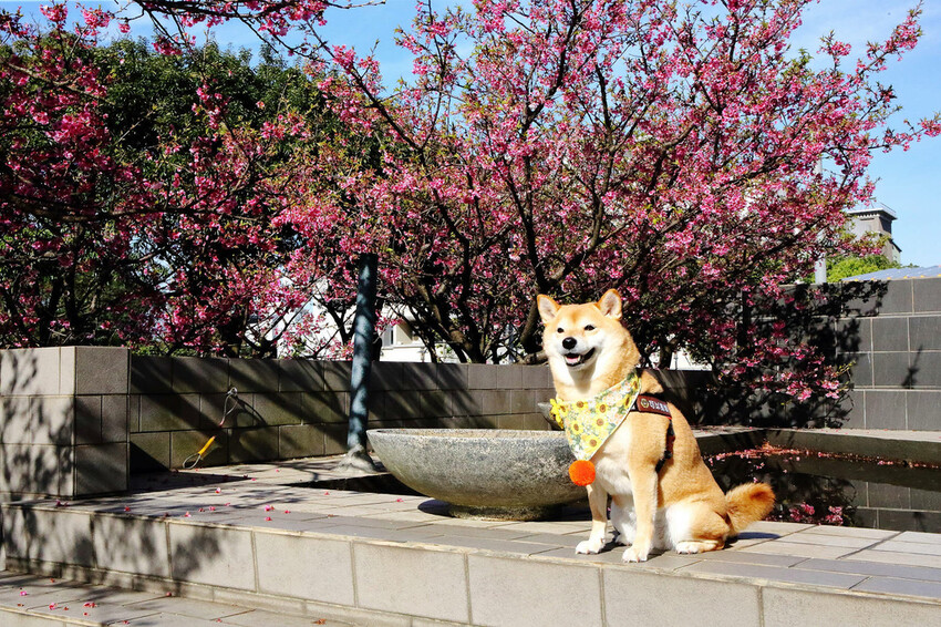 2024賞櫻免上山懶人包,桃園櫻花季去哪拍?超人氣賞櫻小景點 2024賞櫻免上山懶人包,桃園櫻花季去哪拍?超人氣賞櫻小景點