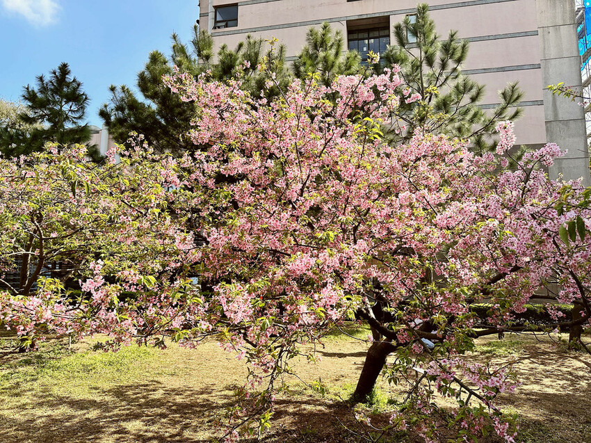 2024賞櫻免上山懶人包,桃園櫻花季去哪拍?超人氣賞櫻小景點 2024賞櫻免上山懶人包,桃園櫻花季去哪拍?超人氣賞櫻小景點