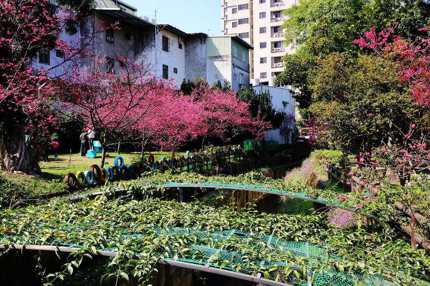 2024賞櫻免上山懶人包,桃園櫻花季去哪拍?超人氣賞櫻小景點 2024賞櫻免上山懶人包,桃園櫻花季去哪拍?超人氣賞櫻小景點