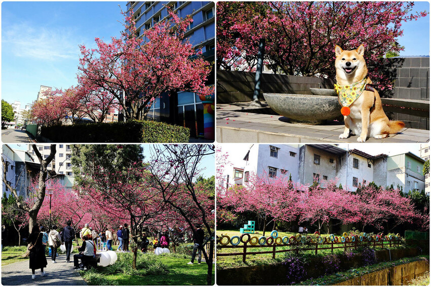 2024賞櫻免上山懶人包,桃園櫻花季去哪拍?超人氣賞櫻小景點 2024賞櫻免上山懶人包,桃園櫻花季去哪拍?超人氣賞櫻小景點