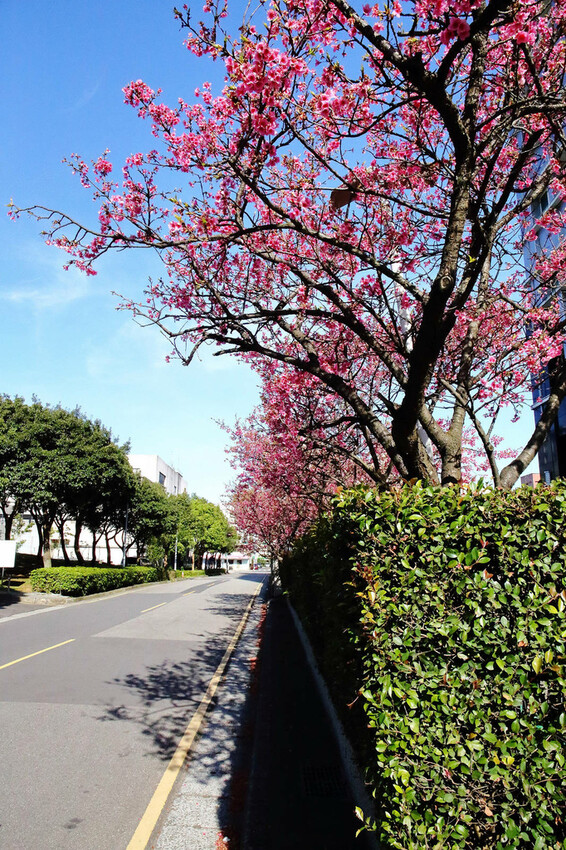 2024賞櫻免上山懶人包,桃園櫻花季去哪拍?超人氣賞櫻小景點 2024賞櫻免上山懶人包,桃園櫻花季去哪拍?超人氣賞櫻小景點