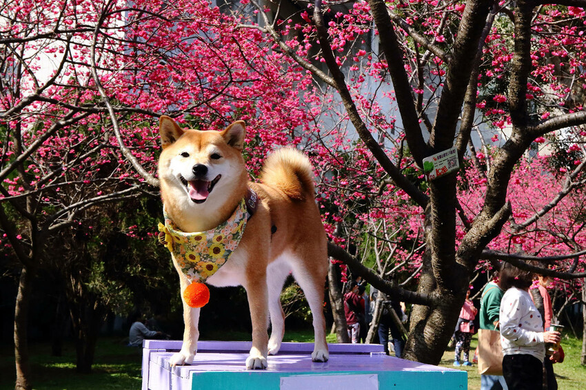 2024賞櫻免上山懶人包,桃園櫻花季去哪拍?超人氣賞櫻小景點 2024賞櫻免上山懶人包,桃園櫻花季去哪拍?超人氣賞櫻小景點