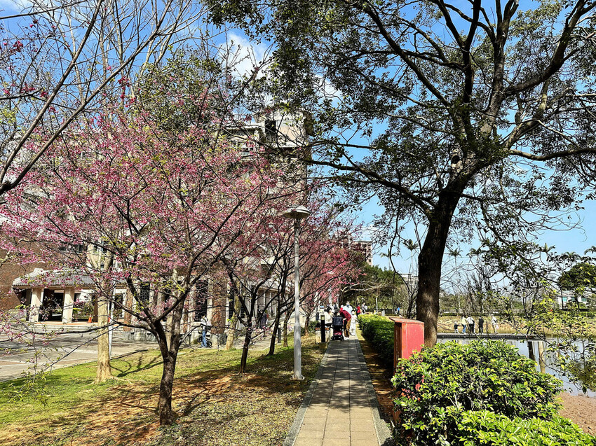 2024賞櫻免上山懶人包,桃園櫻花季去哪拍?超人氣賞櫻小景點 2024賞櫻免上山懶人包,桃園櫻花季去哪拍?超人氣賞櫻小景點