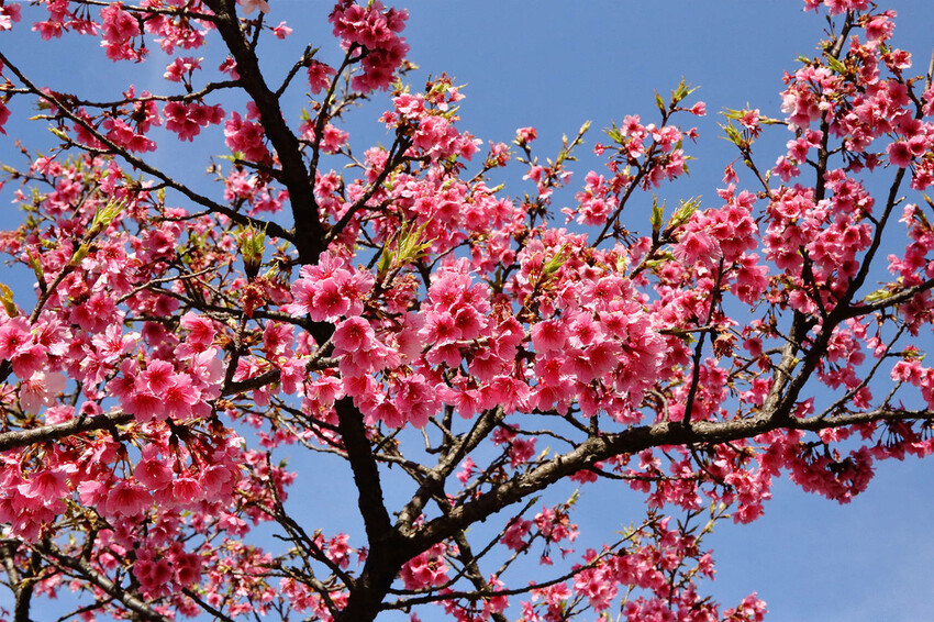 2024賞櫻免上山懶人包,桃園櫻花季去哪拍?超人氣賞櫻小景點 2024賞櫻免上山懶人包,桃園櫻花季去哪拍?超人氣賞櫻小景點