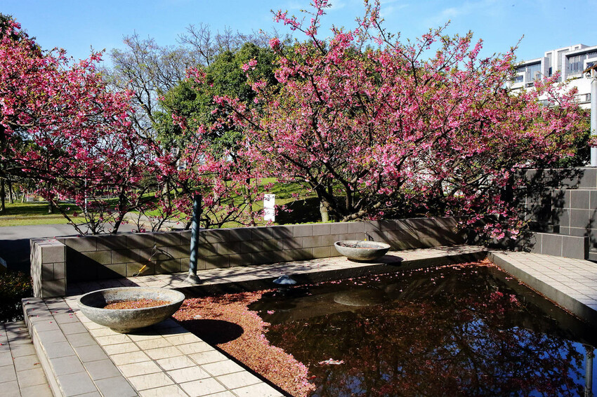 2024賞櫻免上山懶人包,桃園櫻花季去哪拍?超人氣賞櫻小景點 2024賞櫻免上山懶人包,桃園櫻花季去哪拍?超人氣賞櫻小景點