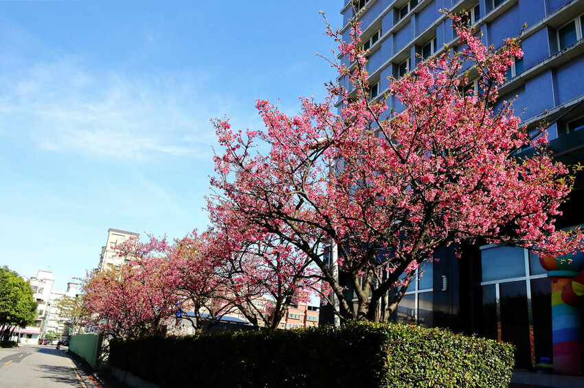 2024賞櫻免上山懶人包,桃園櫻花季去哪拍?超人氣賞櫻小景點 2024賞櫻免上山懶人包,桃園櫻花季去哪拍?超人氣賞櫻小景點