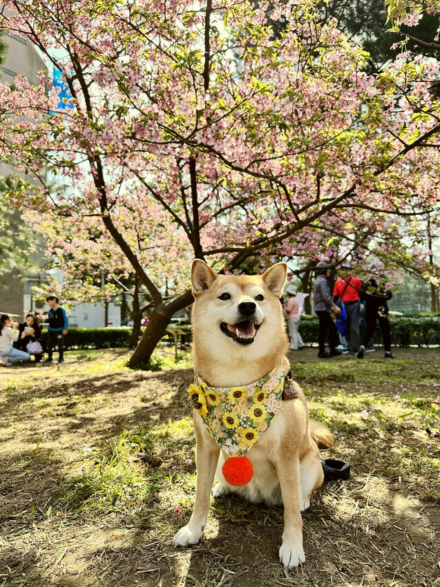 2024賞櫻免上山懶人包,桃園櫻花季去哪拍?超人氣賞櫻小景點 2024賞櫻免上山懶人包,桃園櫻花季去哪拍?超人氣賞櫻小景點