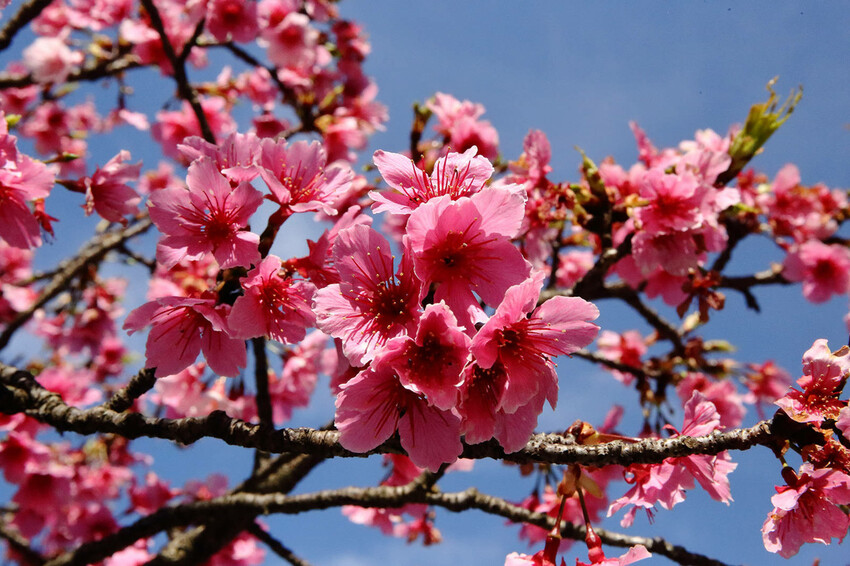 2024賞櫻免上山懶人包,桃園櫻花季去哪拍?超人氣賞櫻小景點 2024賞櫻免上山懶人包,桃園櫻花季去哪拍?超人氣賞櫻小景點