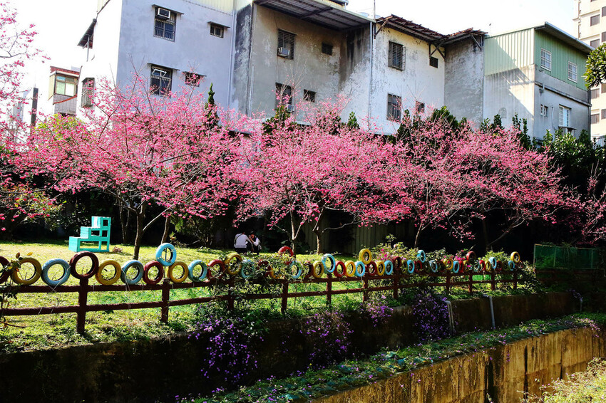 2024賞櫻免上山懶人包,桃園櫻花季去哪拍?超人氣賞櫻小景點 2024賞櫻免上山懶人包,桃園櫻花季去哪拍?超人氣賞櫻小景點