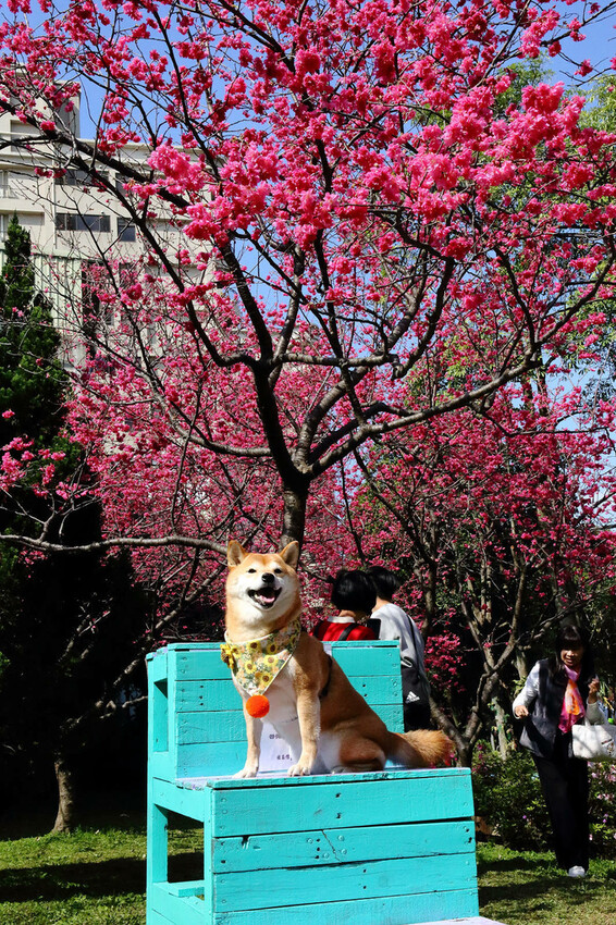 2024賞櫻免上山懶人包,桃園櫻花季去哪拍?超人氣賞櫻小景點 2024賞櫻免上山懶人包,桃園櫻花季去哪拍?超人氣賞櫻小景點