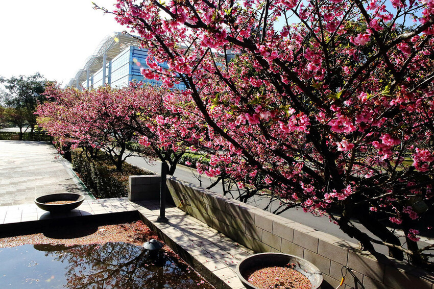 2024賞櫻免上山懶人包,桃園櫻花季去哪拍?超人氣賞櫻小景點 2024賞櫻免上山懶人包,桃園櫻花季去哪拍?超人氣賞櫻小景點