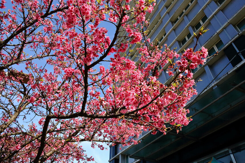 2024賞櫻免上山懶人包,桃園櫻花季去哪拍?超人氣賞櫻小景點 2024賞櫻免上山懶人包,桃園櫻花季去哪拍?超人氣賞櫻小景點