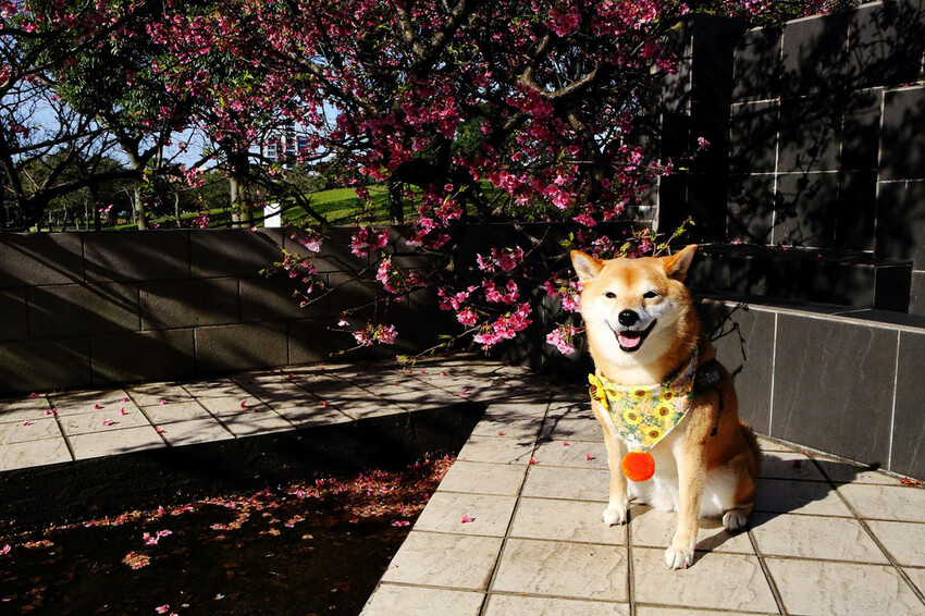 2024賞櫻免上山懶人包,桃園櫻花季去哪拍?超人氣賞櫻小景點 2024賞櫻免上山懶人包,桃園櫻花季去哪拍?超人氣賞櫻小景點