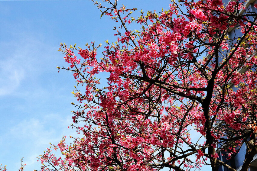 2024賞櫻免上山懶人包,桃園櫻花季去哪拍?超人氣賞櫻小景點 2024賞櫻免上山懶人包,桃園櫻花季去哪拍?超人氣賞櫻小景點