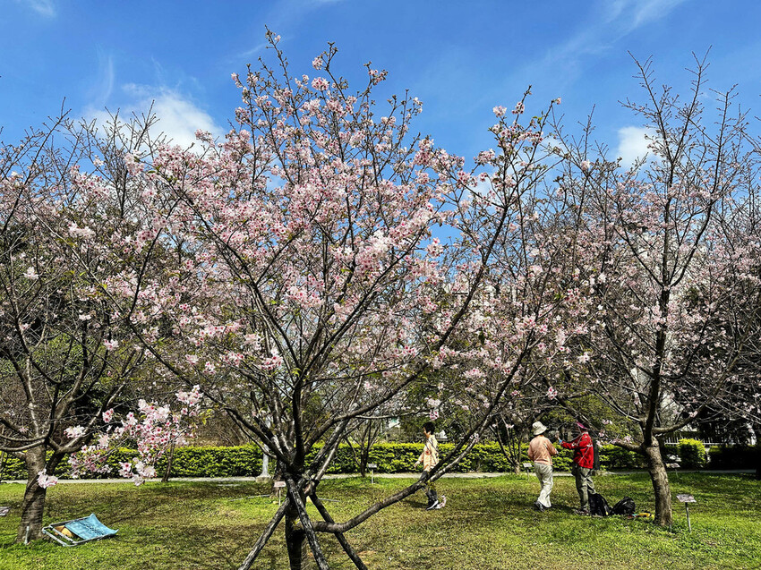 2024賞櫻免上山懶人包,桃園櫻花季去哪拍?超人氣賞櫻小景點 2024賞櫻免上山懶人包,桃園櫻花季去哪拍?超人氣賞櫻小景點