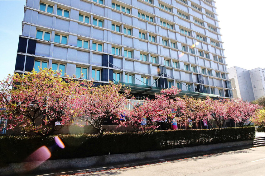 2024賞櫻免上山懶人包,桃園櫻花季去哪拍?超人氣賞櫻小景點 2024賞櫻免上山懶人包,桃園櫻花季去哪拍?超人氣賞櫻小景點