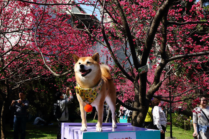 2024賞櫻免上山懶人包,桃園櫻花季去哪拍?超人氣賞櫻小景點 2024賞櫻免上山懶人包,桃園櫻花季去哪拍?超人氣賞櫻小景點