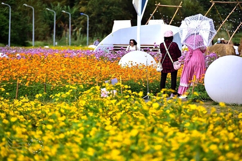 2024古亭河濱公園花海