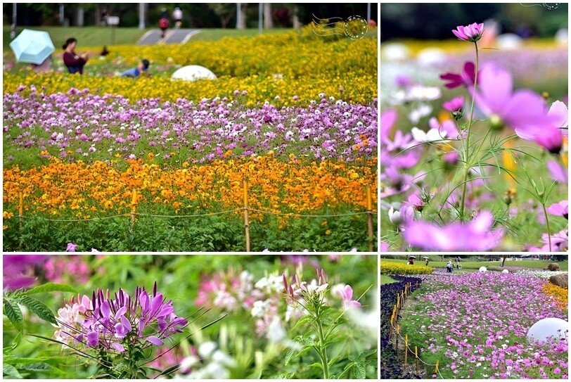 2024古亭河濱公園花海